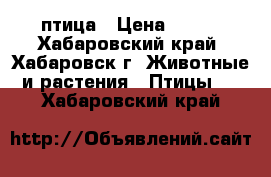 птица › Цена ­ 500 - Хабаровский край, Хабаровск г. Животные и растения » Птицы   . Хабаровский край